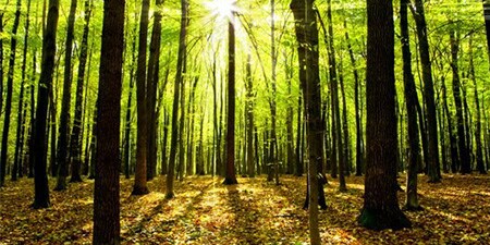 Med skogen i fokus
